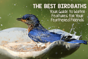 11 of the Best Birdbaths: Your Guide to Water Features for Your Feathered Friends 3