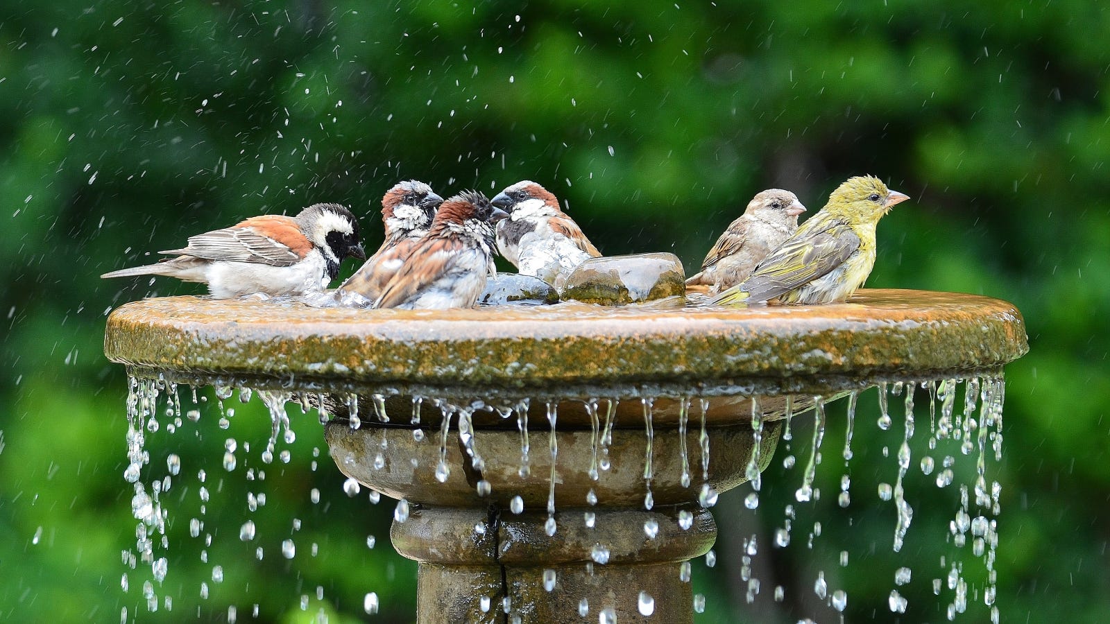 11 of the Best Birdbaths: Your Guide to Water Features for Your Feathered Friends 4