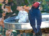 11 of the Best Birdbaths: Your Guide to Water Features for Your Feathered Friends 5