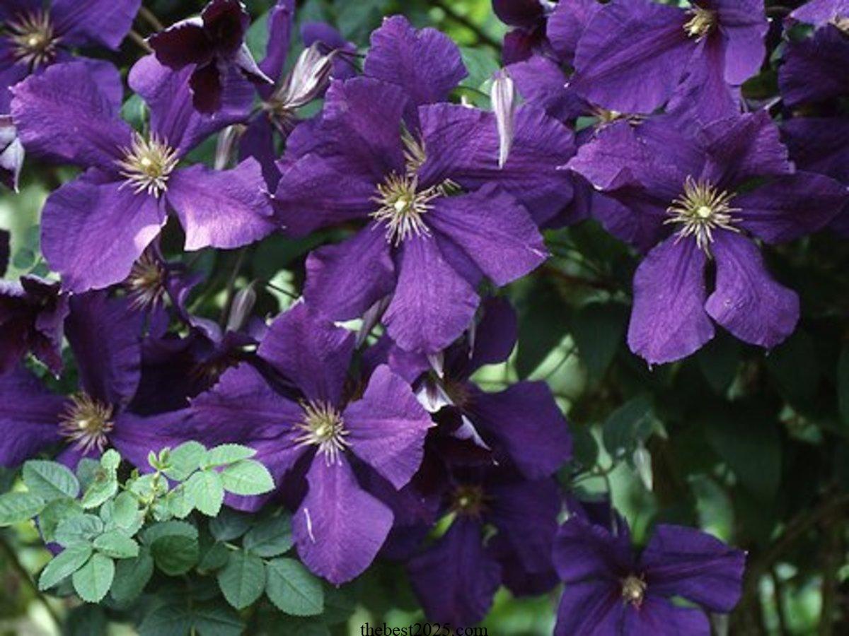 17 of the Best Fall-Blooming Clematis Varieties 4