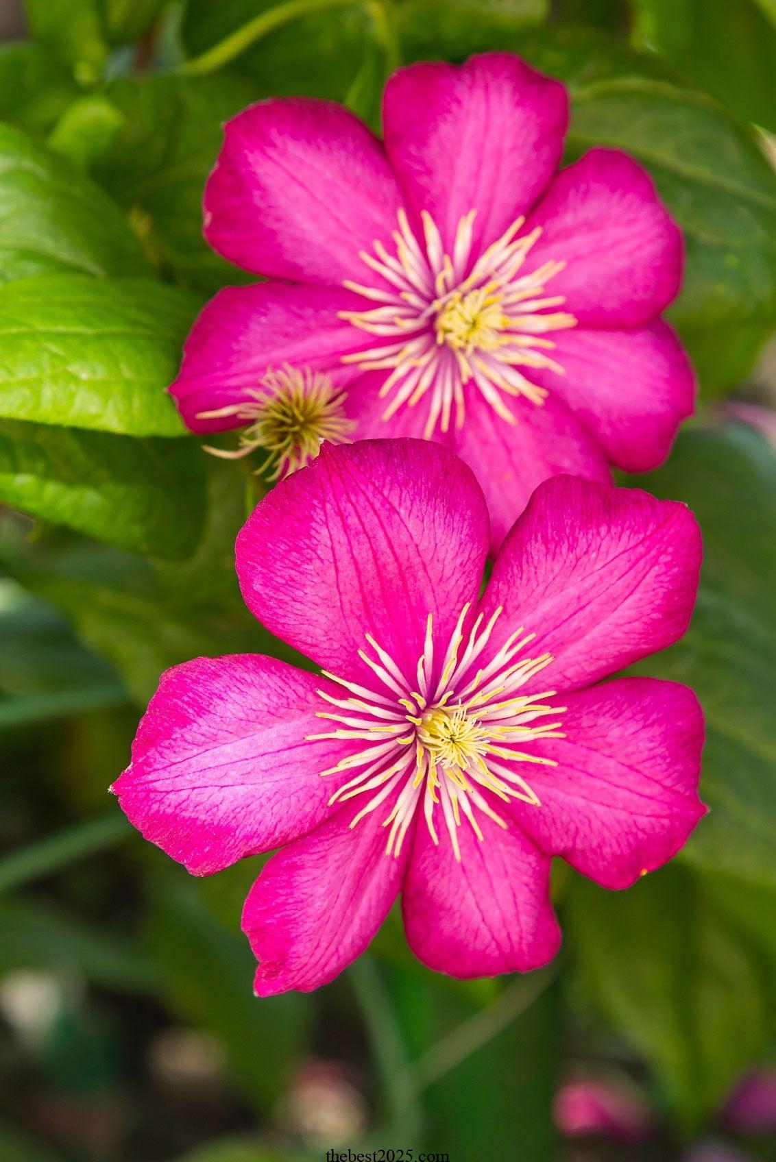 17 of the Best Fall-Blooming Clematis Varieties 5