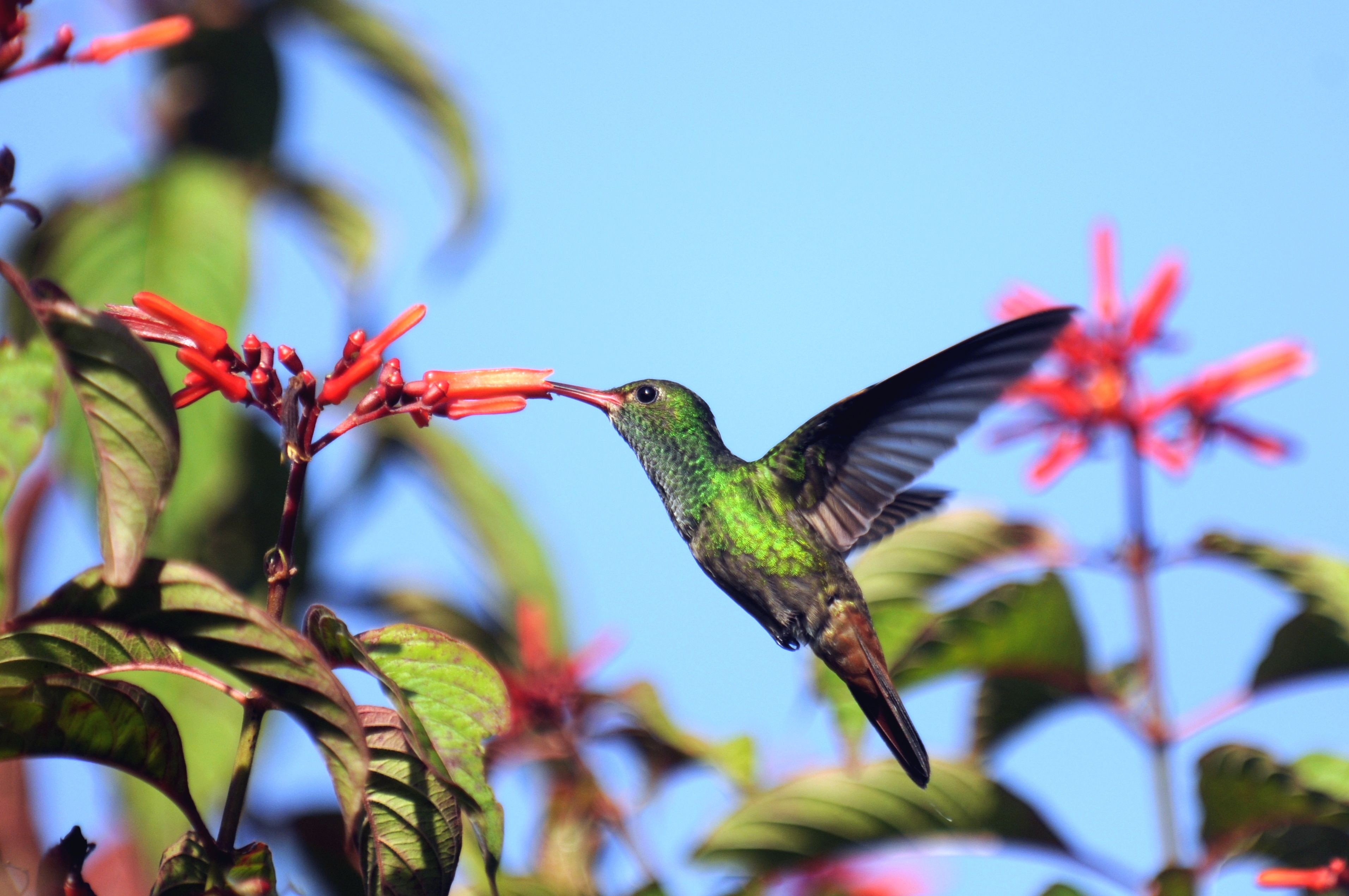 19 of the Best Vines for Vibrant Summer Color 1