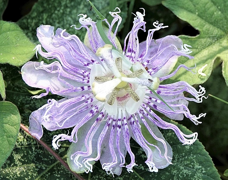 7 Common Reasons Why Passionflower Fails to Bloom 3