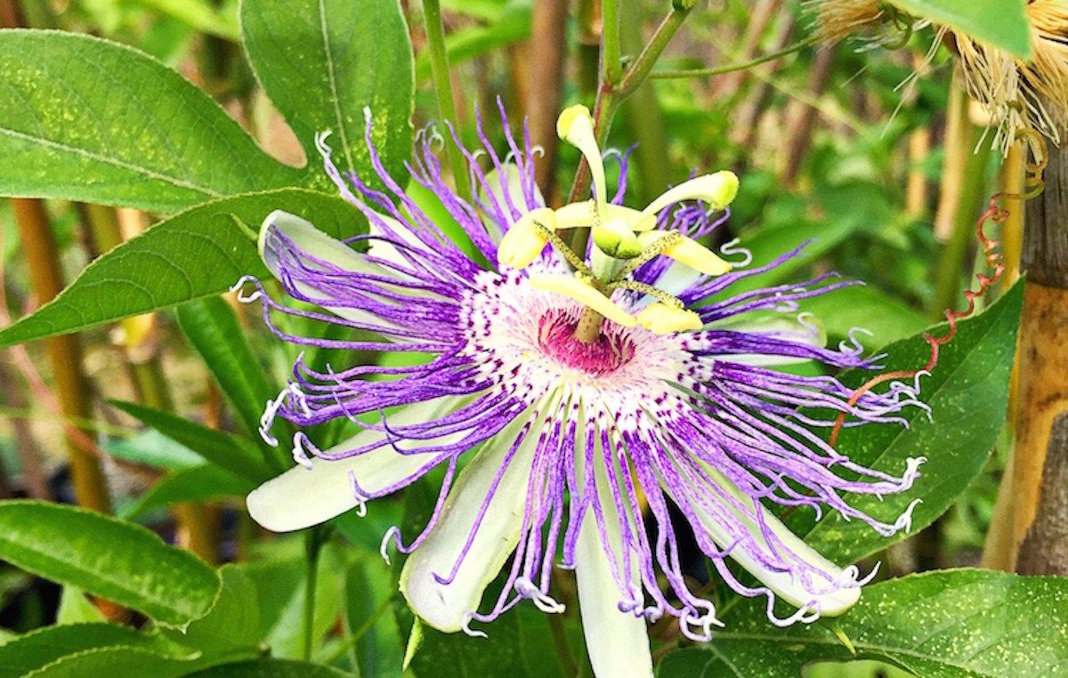7 Common Reasons Why Passionflower Fails to Bloom 5