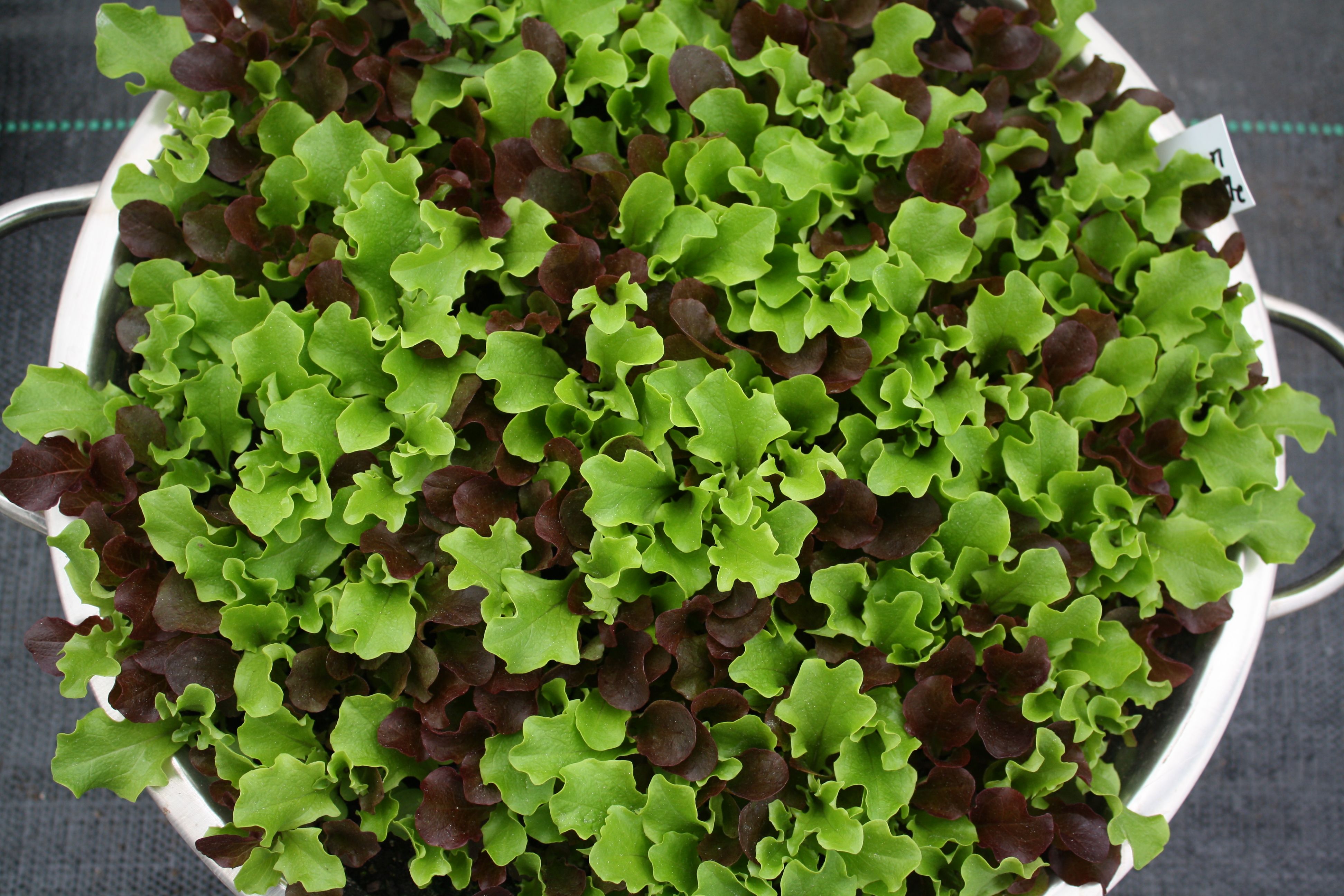 7 Hardy Salad Greens for Winter Gardens 2
