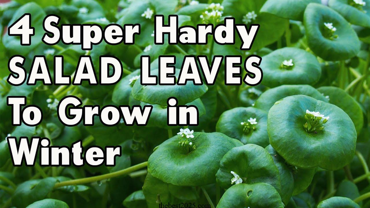 7 Hardy Salad Greens for Winter Gardens 3