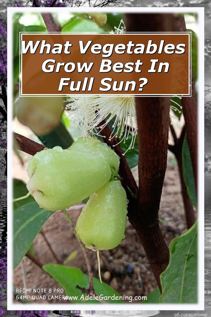 7 Tips for Growing Vining Vegetables 3
