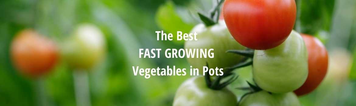 9 Fast-Growing Vegetables and Herbs to Pep Up Your Pantry Menu 2
