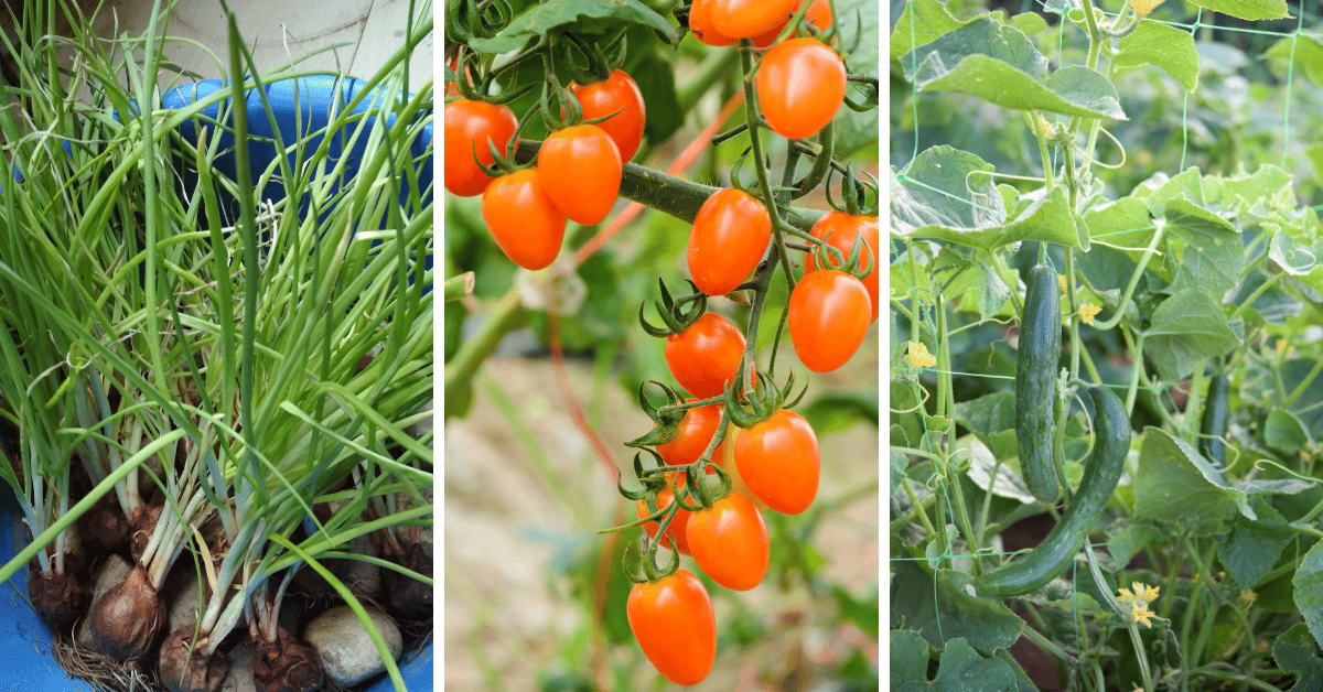 9 Fast-Growing Vegetables and Herbs to Pep Up Your Pantry Menu 4