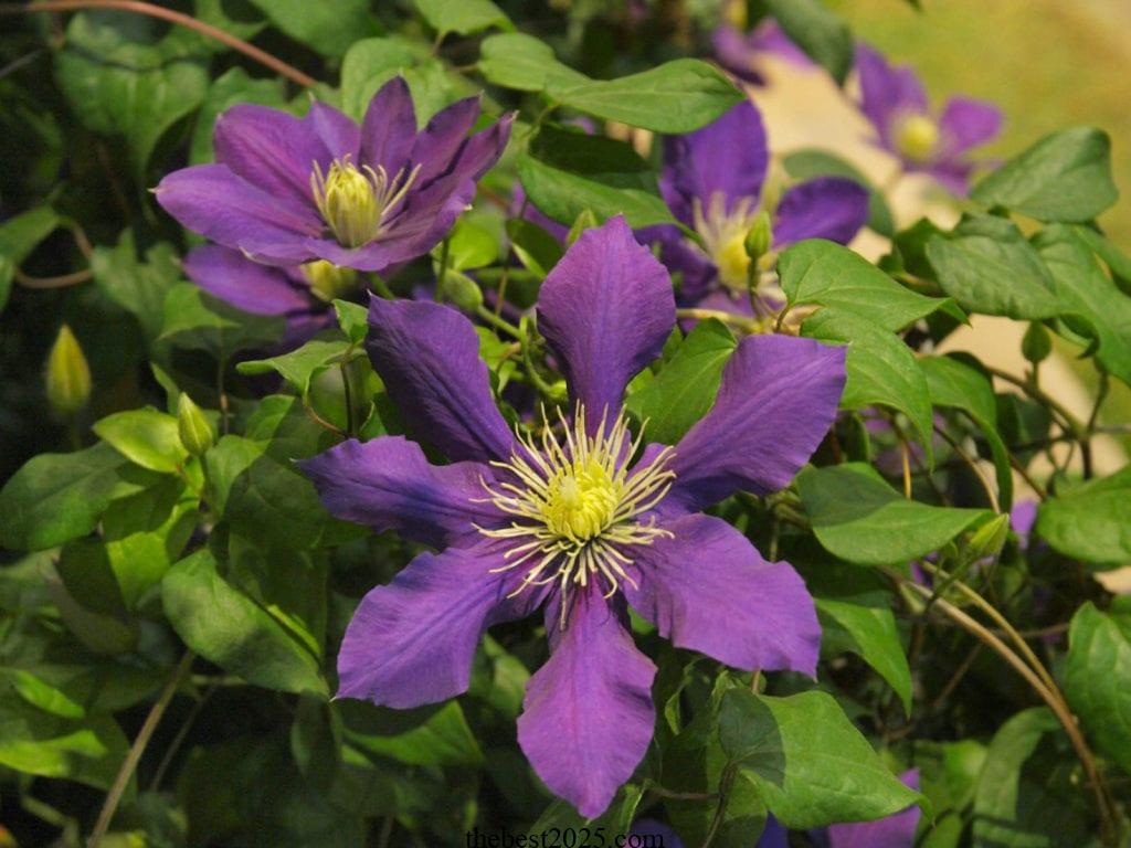 9 Reasons for Yellow Clematis Leaves 1