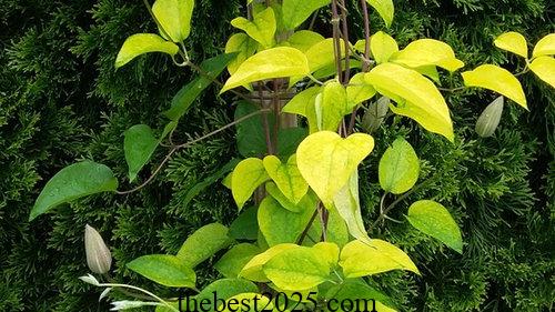 9 Reasons for Yellow Clematis Leaves 2