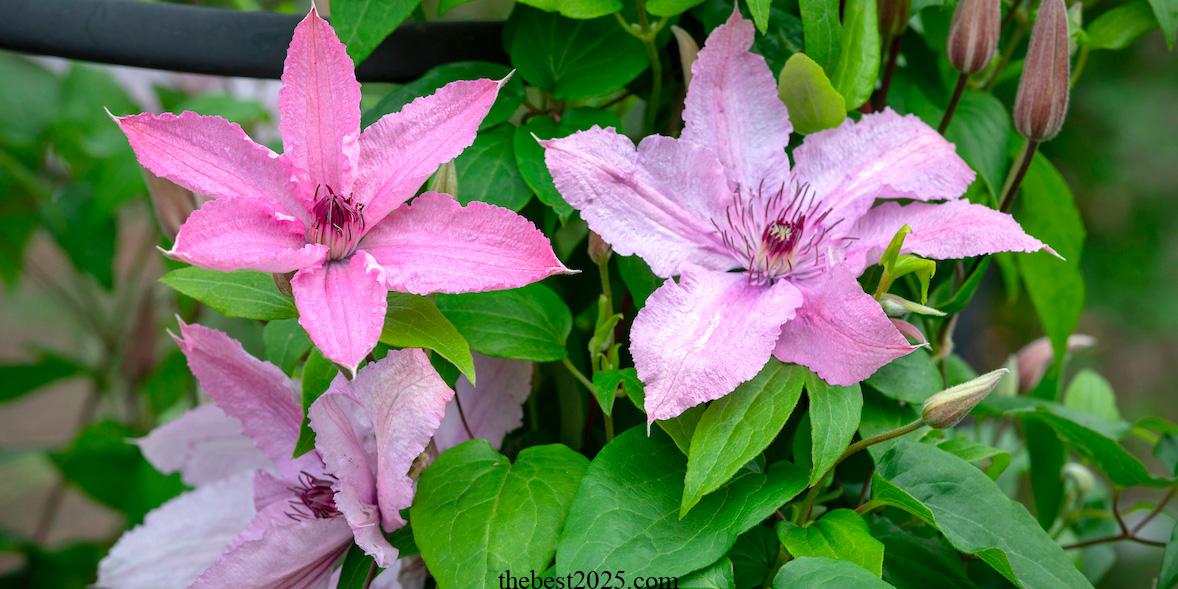 9 Reasons for Yellow Clematis Leaves 3