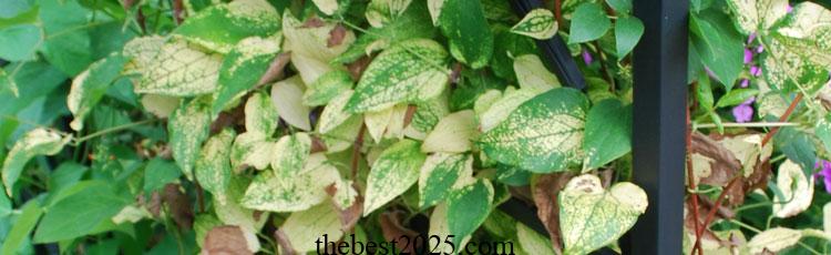 9 Reasons for Yellow Clematis Leaves 4