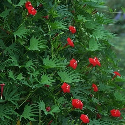 Grow Cardinal Climber for Spring to Frost Color 3