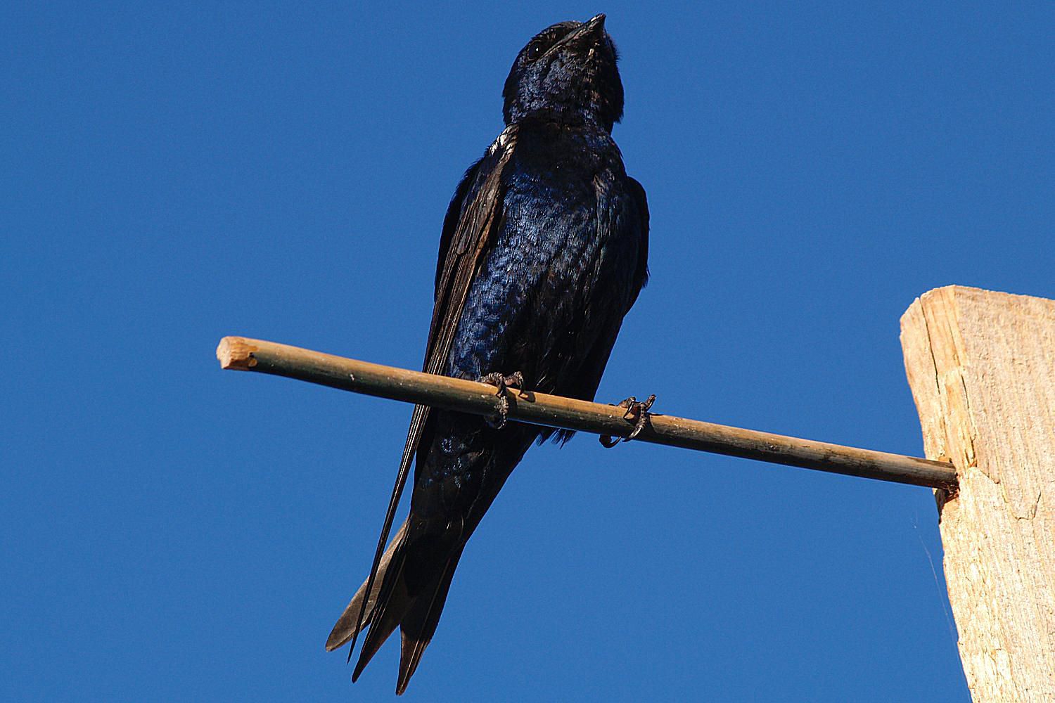 How to Attract Purple Martins to Your Garden 2
