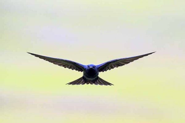 How to Attract Purple Martins to Your Garden 4