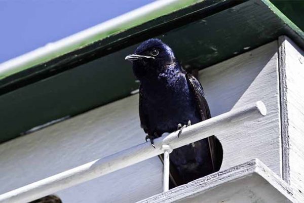 How to Attract Purple Martins to Your Garden 5