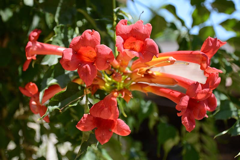 How to Grow and Care for Crossvine Flowers 2