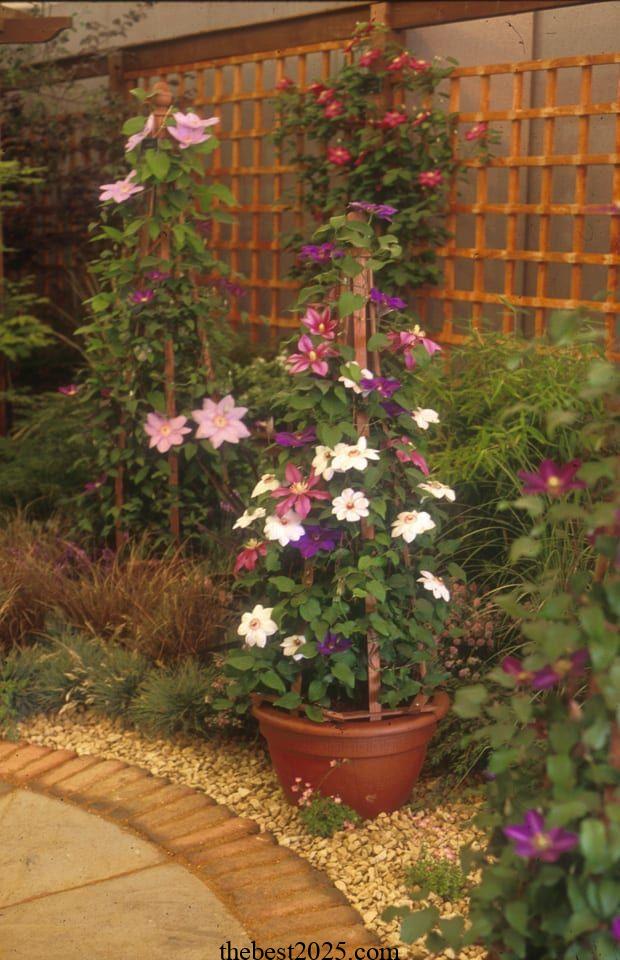 How to Grow Clematis in Containers 4