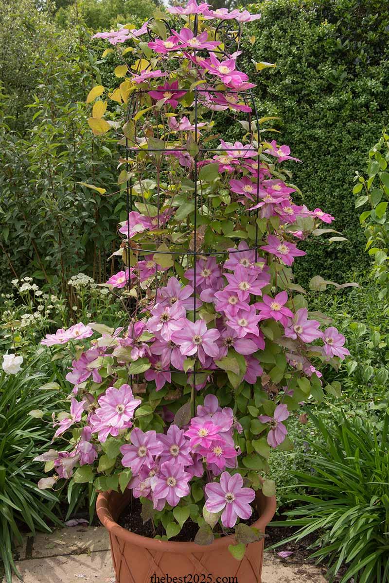 How to Grow Clematis in Containers 2