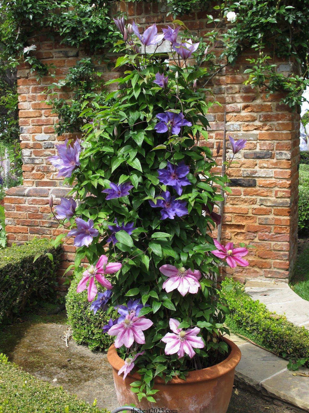 How to Grow Clematis in Containers 3