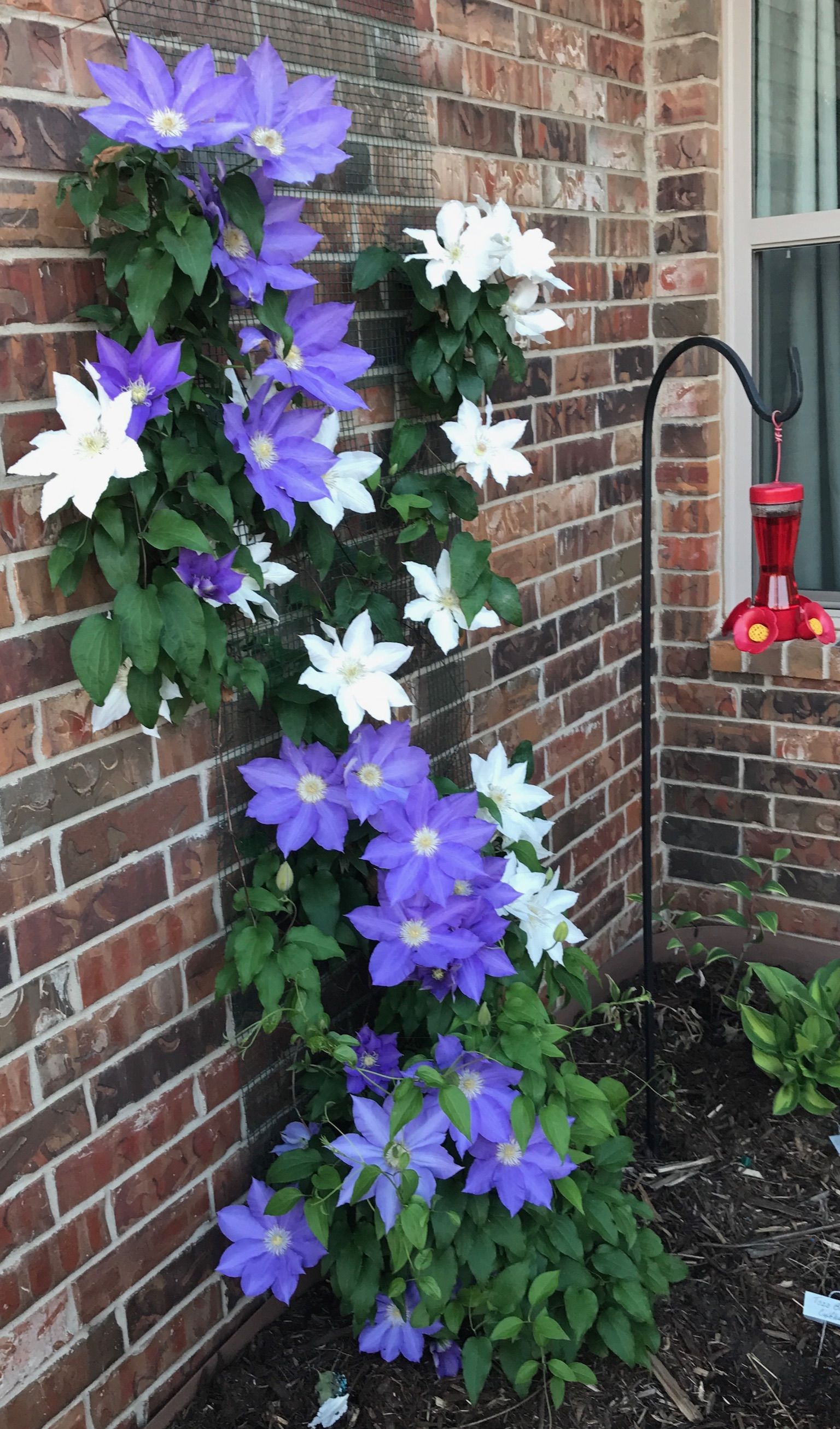 How to Grow Clematis in Containers 5