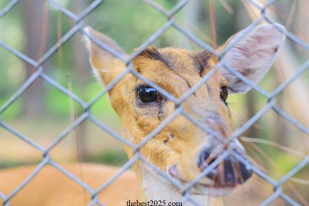 How to Install a Deer Fence to Keep Wildlife Out of the Garden 1