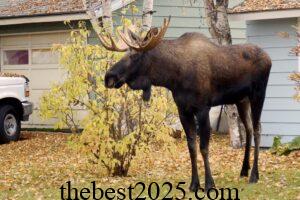 How to Keep Moose Out of Your Garden and Orchard 2