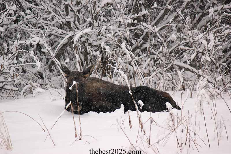 How to Keep Moose Out of Your Garden and Orchard 3