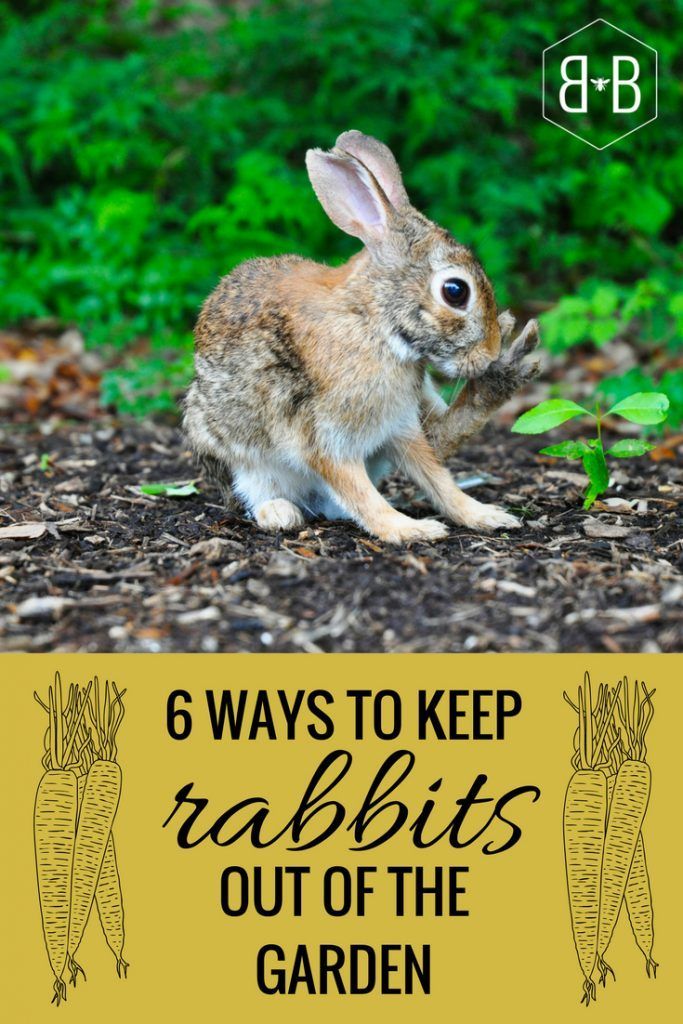How to Keep Rabbits Out of the Garden 1
