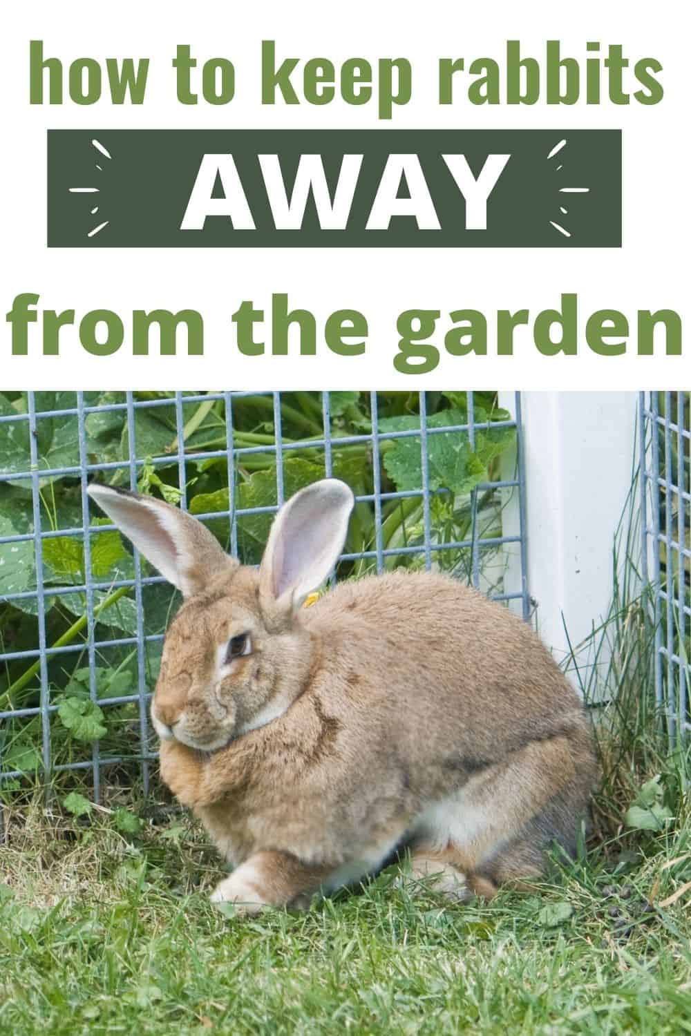 How to Keep Rabbits Out of the Garden 3
