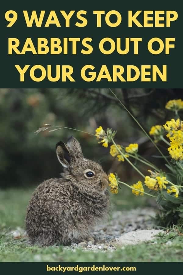 How to Keep Rabbits Out of the Garden 5