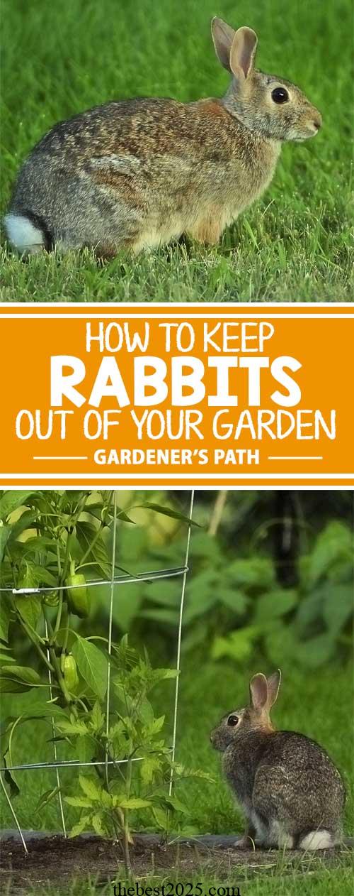 How to Keep Rabbits Out of the Garden 3