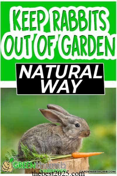 How to Keep Rabbits Out of the Garden 4