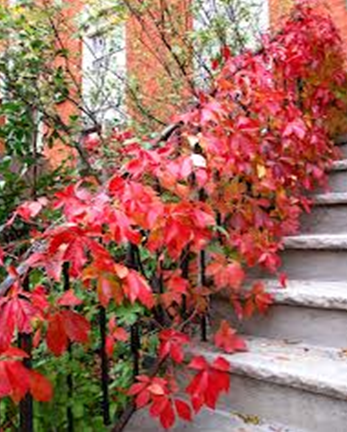 How to Plant and Grow Virginia Creeper 3