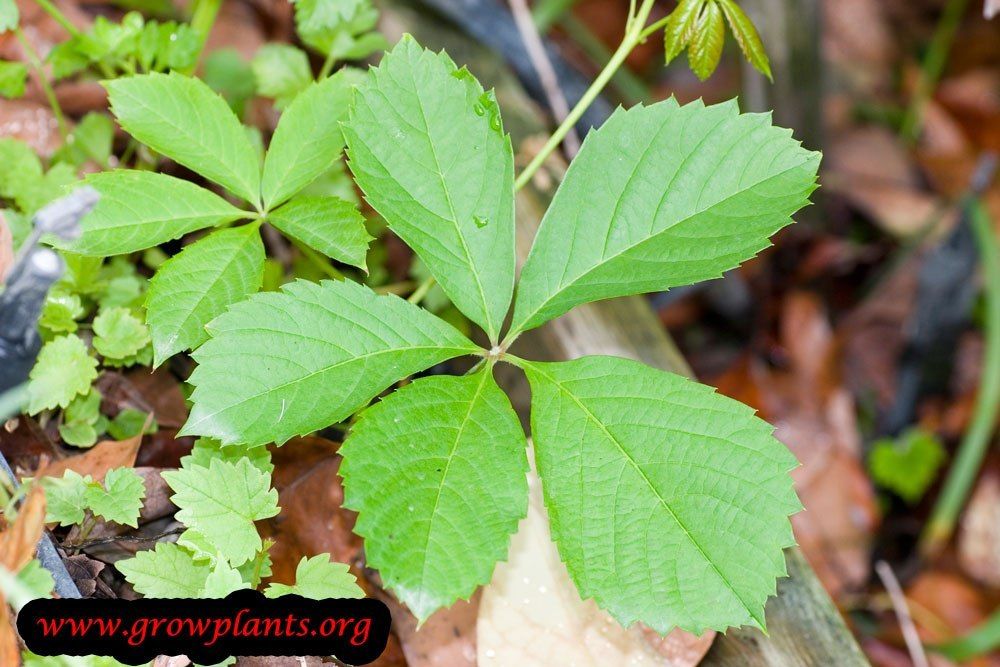 How to Plant and Grow Virginia Creeper 4