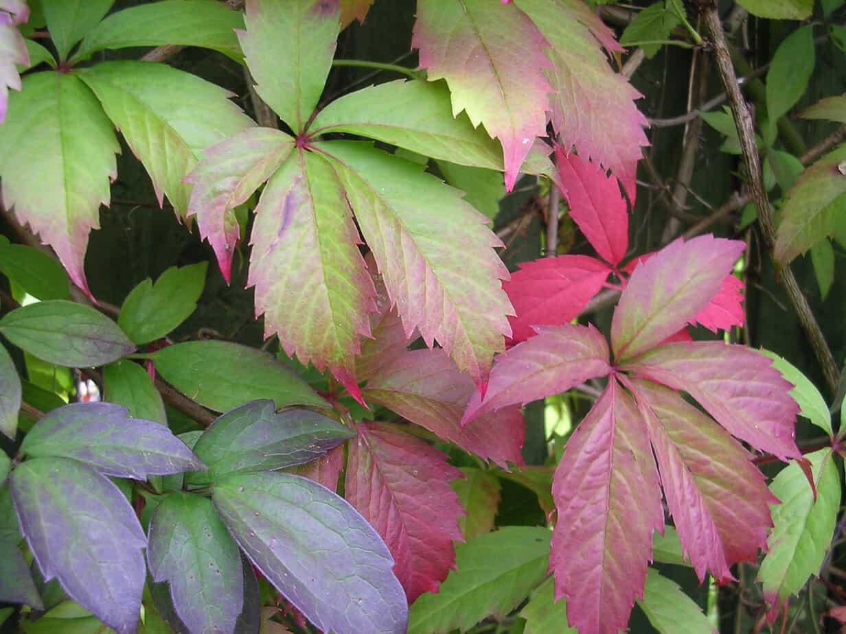 How to Plant and Grow Virginia Creeper 5