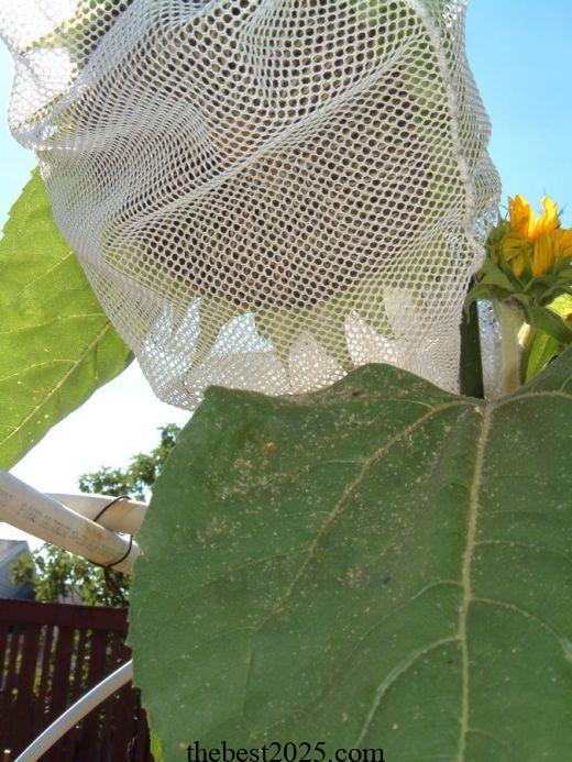 How to Protect Sunflowers from Birds and Squirrels 2