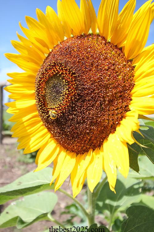 How to Protect Sunflowers from Birds and Squirrels 3