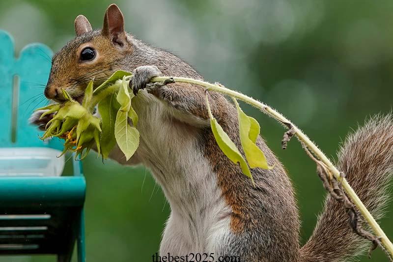 How to Protect Sunflowers from Birds and Squirrels 4