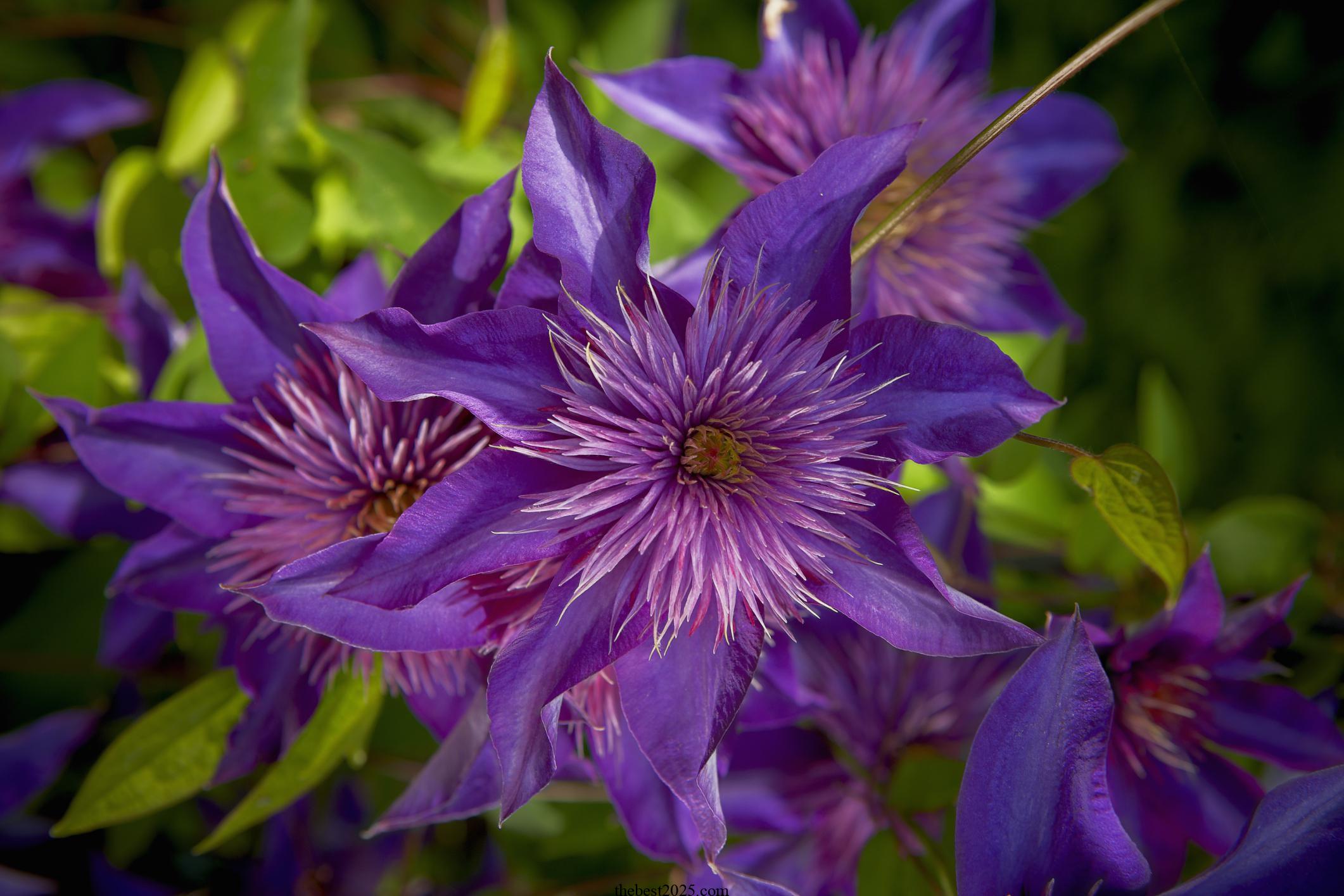 How to Prune Clematis Vines for Copious Flowers 4