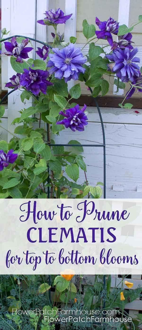 How to Prune Clematis Vines for Copious Flowers 5