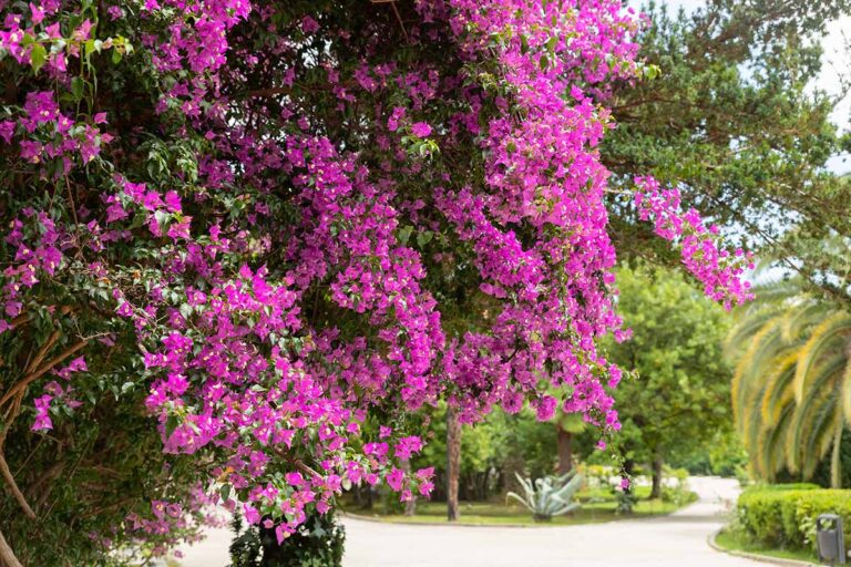 How to Winterize Bougainvillea 1