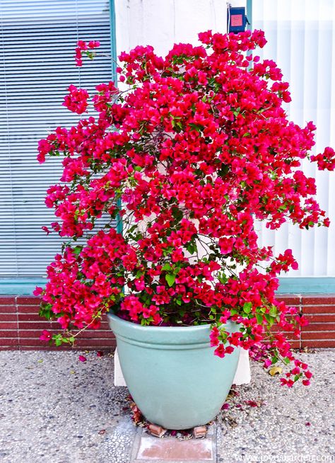 How to Winterize Bougainvillea 2