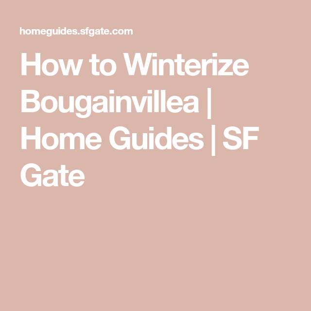 How to Winterize Bougainvillea 3