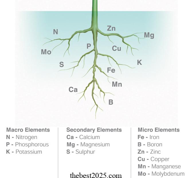 Plant Nutrients: What They Need and When They Need It 4