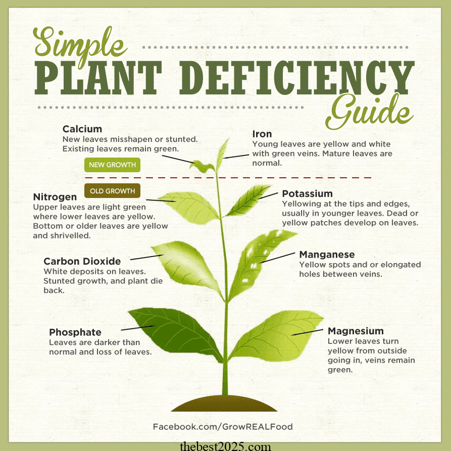 Plant Nutrients: What They Need and When They Need It 5