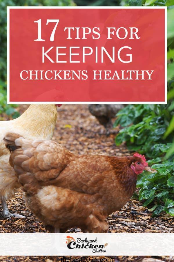 Your Guide to Growing Chicken Scratch Greens for Healthy Chickens 2