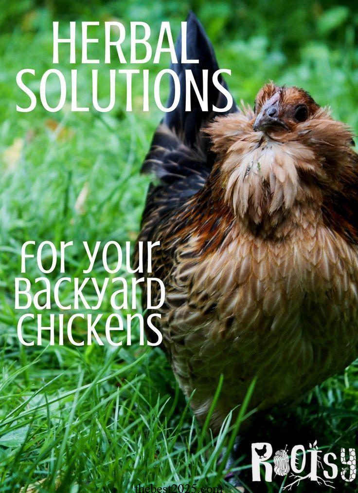 Your Guide to Growing Chicken Scratch Greens for Healthy Chickens 3