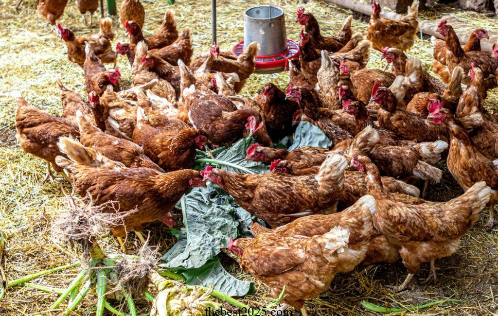 Your Guide to Growing Chicken Scratch Greens for Healthy Chickens 4